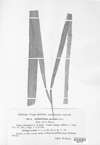 Graminopassalora graminis image
